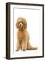 Apricot Poodle-null-Framed Photographic Print