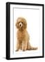 Apricot Poodle-null-Framed Photographic Print