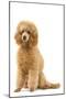 Apricot Poodle-null-Mounted Photographic Print