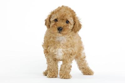 apricot poodle