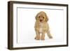 Apricot Poodle-null-Framed Photographic Print