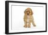 Apricot Poodle-null-Framed Photographic Print