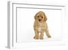 Apricot Poodle-null-Framed Photographic Print