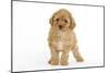 Apricot Poodle-null-Mounted Photographic Print