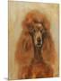 Apricot Poodle-Solveiga-Mounted Giclee Print