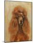 Apricot Poodle-Solveiga-Mounted Giclee Print