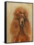 Apricot Poodle-Solveiga-Framed Stretched Canvas