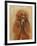 Apricot Poodle-Solveiga-Framed Giclee Print