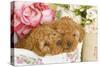 Apricot Poodles in Basket with Flowers-null-Stretched Canvas