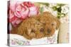 Apricot Poodles in Basket with Flowers-null-Stretched Canvas