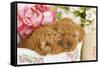 Apricot Poodles in Basket with Flowers-null-Framed Stretched Canvas