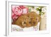 Apricot Poodles in Basket with Flowers-null-Framed Photographic Print