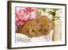 Apricot Poodles in Basket with Flowers-null-Framed Photographic Print