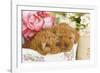 Apricot Poodles in Basket with Flowers-null-Framed Photographic Print