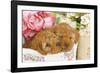 Apricot Poodles in Basket with Flowers-null-Framed Photographic Print