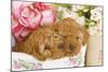 Apricot Poodles in Basket with Flowers-null-Mounted Photographic Print