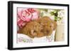 Apricot Poodles in Basket with Flowers-null-Framed Photographic Print