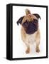 Apricot Pug, 2 Years Old-Jane Burton-Framed Stretched Canvas