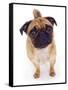 Apricot Pug, 2 Years Old-Jane Burton-Framed Stretched Canvas