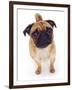 Apricot Pug, 2 Years Old-Jane Burton-Framed Premium Photographic Print