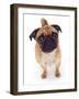 Apricot Pug, 2 Years Old-Jane Burton-Framed Photographic Print