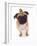 Apricot Pug, 2 Years Old-Jane Burton-Framed Photographic Print