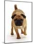 Apricot Pug Bitch, 2 Years Old, Walking-Jane Burton-Mounted Photographic Print