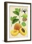 Apricot Study I-Melissa Wang-Framed Art Print