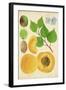 Apricot Study II-Melissa Wang-Framed Art Print