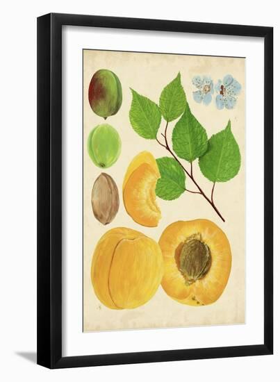 Apricot Study II-Melissa Wang-Framed Art Print