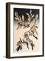 Apricot Tree Branch II-Lea Faucher-Framed Art Print