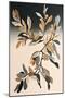 Apricot Tree Branch II-Lea Faucher-Mounted Art Print