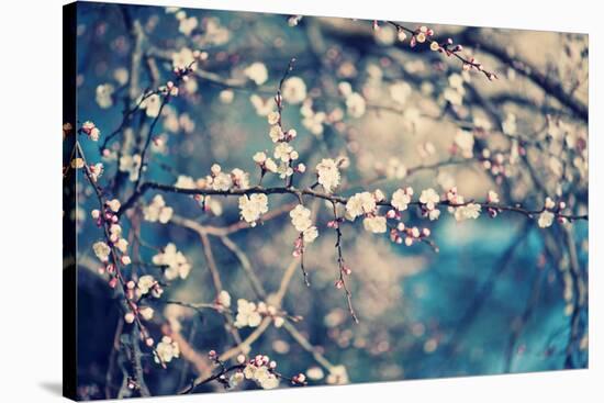 Apricot Tree Flower-Roxana_ro-Stretched Canvas