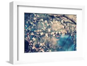 Apricot Tree Flower-Roxana_ro-Framed Photographic Print