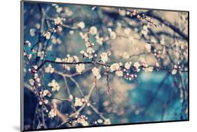 Apricot Tree Flower-Roxana_ro-Mounted Photographic Print