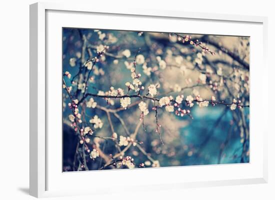 Apricot Tree Flower-Roxana_ro-Framed Photographic Print