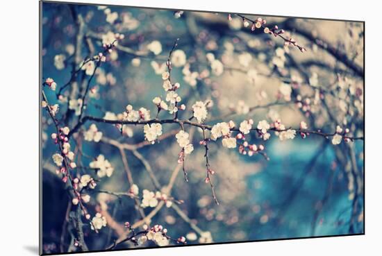 Apricot Tree Flower-Roxana_ro-Mounted Photographic Print