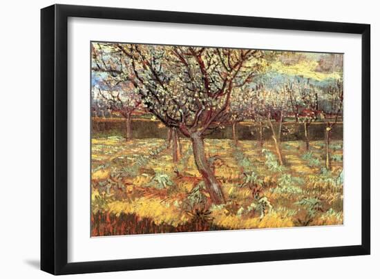 Apricot Trees in Blossom-Vincent van Gogh-Framed Art Print