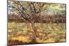 Apricot Trees in Blossom-Vincent van Gogh-Mounted Art Print