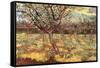 Apricot Trees in Blossom-Vincent van Gogh-Framed Stretched Canvas