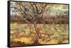 Apricot Trees in Blossom-Vincent van Gogh-Framed Stretched Canvas