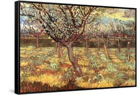 Apricot Trees in Blossom-Vincent van Gogh-Framed Stretched Canvas