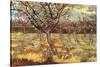 Apricot Trees in Blossom-Vincent van Gogh-Stretched Canvas