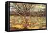 Apricot Trees in Blossom-Vincent van Gogh-Framed Stretched Canvas