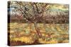Apricot Trees in Blossom-Vincent van Gogh-Stretched Canvas