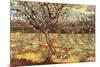 Apricot Trees in Blossom-Vincent van Gogh-Mounted Premium Giclee Print