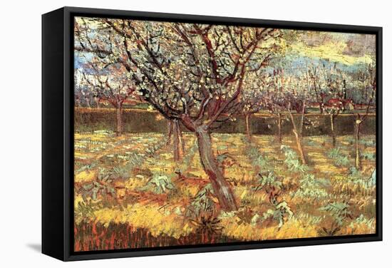 Apricot Trees In Blossom-Vincent van Gogh-Framed Stretched Canvas