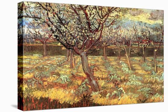 Apricot Trees In Blossom-Vincent van Gogh-Stretched Canvas