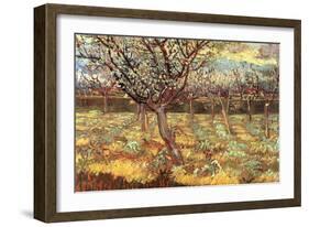 Apricot Trees In Blossom-Vincent van Gogh-Framed Art Print