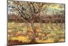 Apricot Trees In Blossom-Vincent van Gogh-Mounted Art Print
